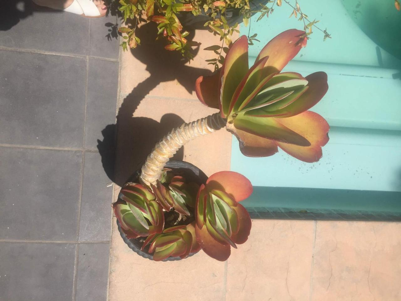 Little Scotia Hotel Cape Town Bagian luar foto